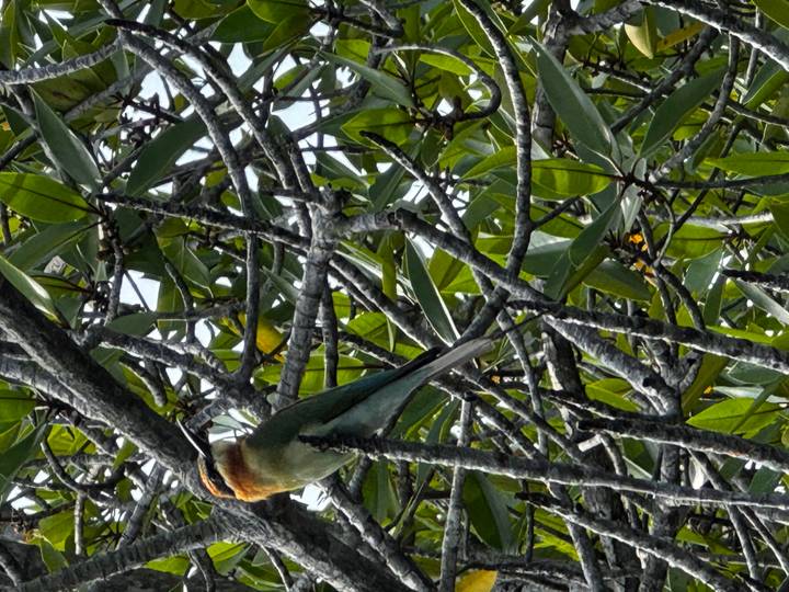 Colorful bee-eater bird perched amid dense green branches in bright daylight