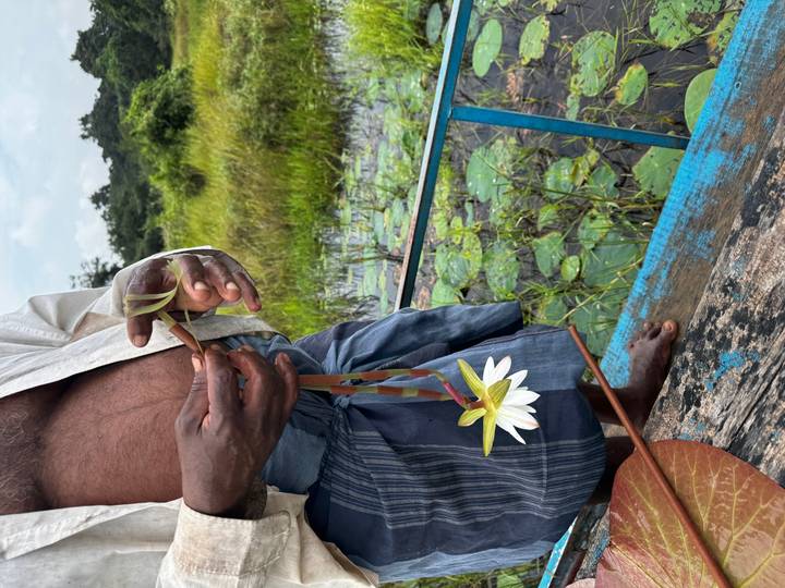 Local man standing on a small boat weaving a lotus garland over a marsh full of lily pads