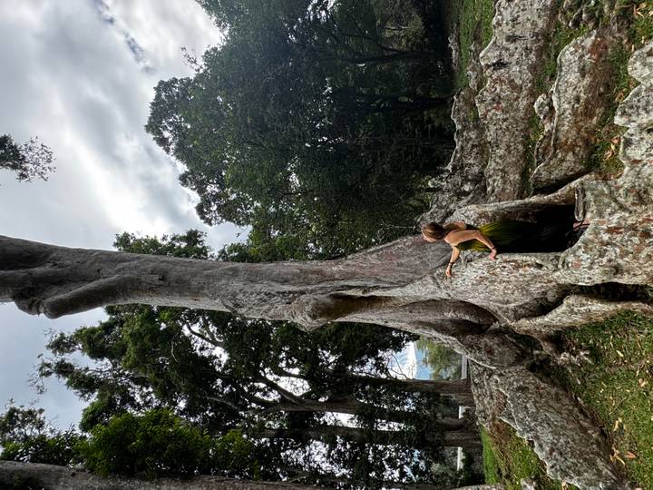Woman in green dress exploring the hollow trunk of an enormous ancient tree in a shady forest clearing