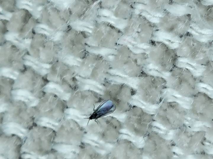 Close-up of small winged insect on textured carpet