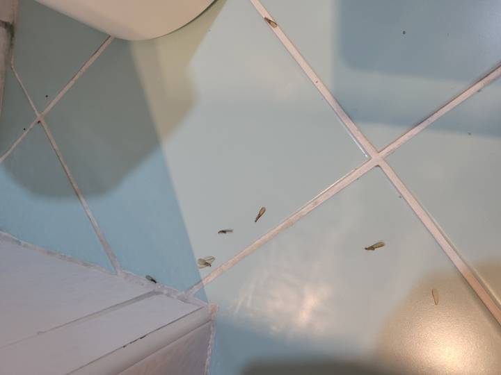 Termite wings and dead insects scattered on tiled bathroom floor