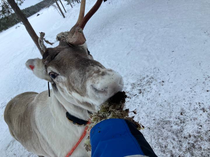 Close-up of a grey reindeer munching lichen against a snowy background.