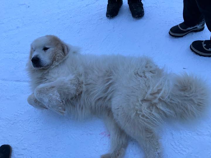 Fluffy white dog lying contentedly on compacted snow beside a pair of winter boots.