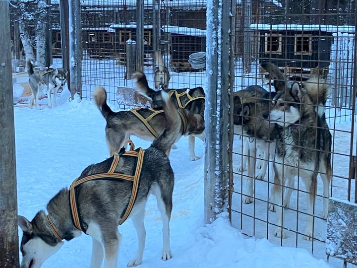 Huskies wearing harnesses inside snow-covered kennels and fence enclosures.