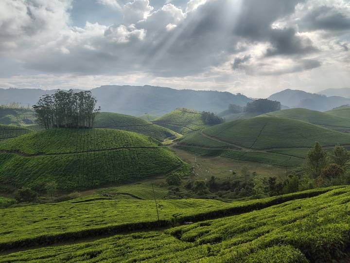 Lush rolling tea plantations of Munnar bathed in dramatic sunlight breaking through clouds.