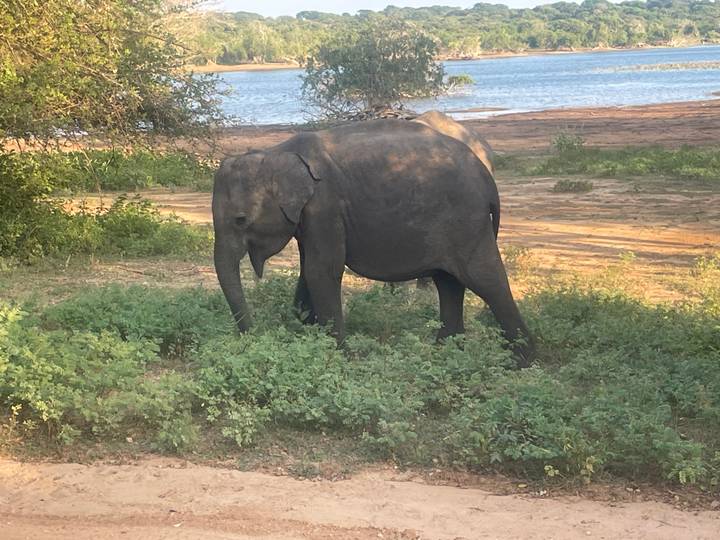 Wild Asian elephant grazing on shrubs near a lakeshore in Sri Lanka.