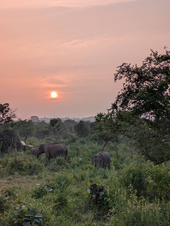 Wild elephants grazing in a misty forest clearing with an orange sunset glowing above the treeline.
