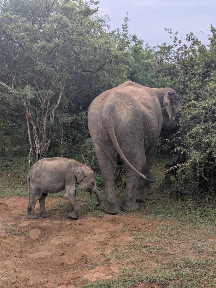 Adult elephant walking beside its calf along dense jungle vegetation on a safari track.
