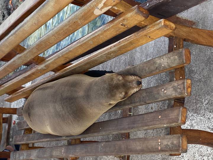 Sea lion sleeping comfortably across wooden bench on a pier.