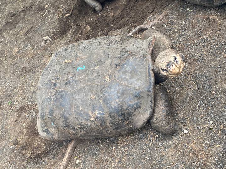 Large Galapagos tortoise marked with blue paint resting on dusty ground.