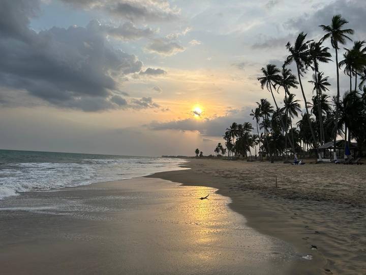 Golden sunset over palm-lined tropical beach with gentle waves and reflective wet sand.