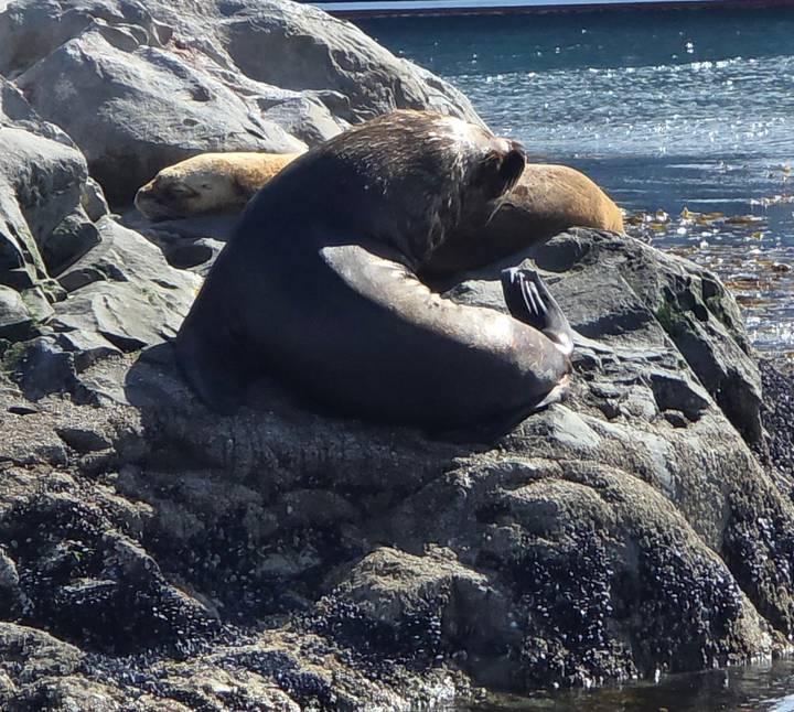 Sea lion resting on rugged coastal rocks with ocean waves in the background.