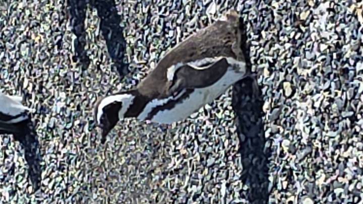 Solo Magellanic penguin standing on a pebble beach in bright sunlight.