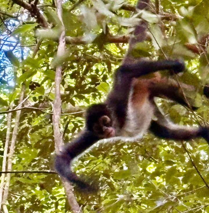 Motion-blurred spider monkey swinging through dense jungle foliage