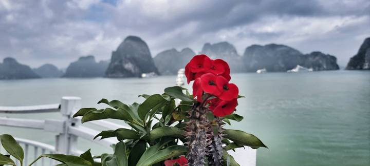 Red flower and spiny stem in foreground with misty limestone karsts of Halong Bay across calm green water.