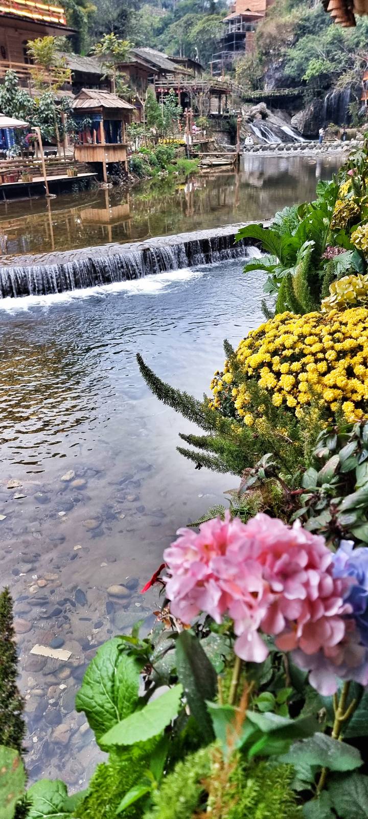 Cluster of yellow chrysanthemums and greenery at the edge of a gently rippling stream.