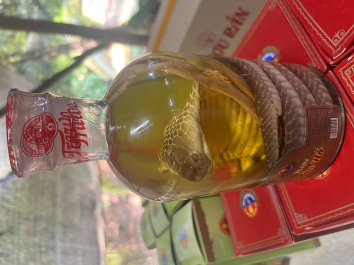 Glass bottle of yellow liquor containing a coiled cobra and scorpion displayed on a market shelf