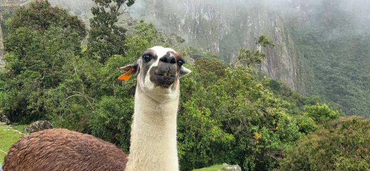 Close-up of a curious llama amid lush green backdrop at Machu Picchu