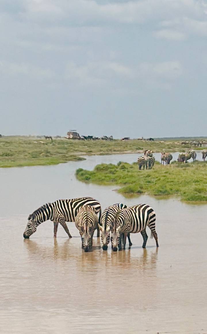 Zebras drink from a waterhole as safari vehicles traverse the distant plain.