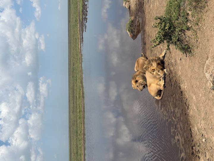Two male lions rest peacefully beside a reflective pool on open savannah.