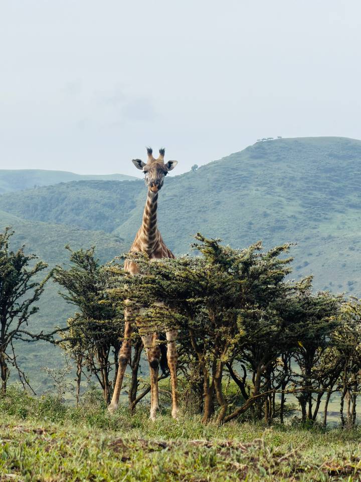 A giraffe peers over thorny bushes with misty green hills in the background.