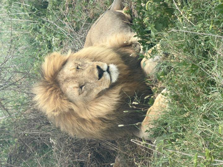 Close-up of a resting male lion among dry grass and shrubs.