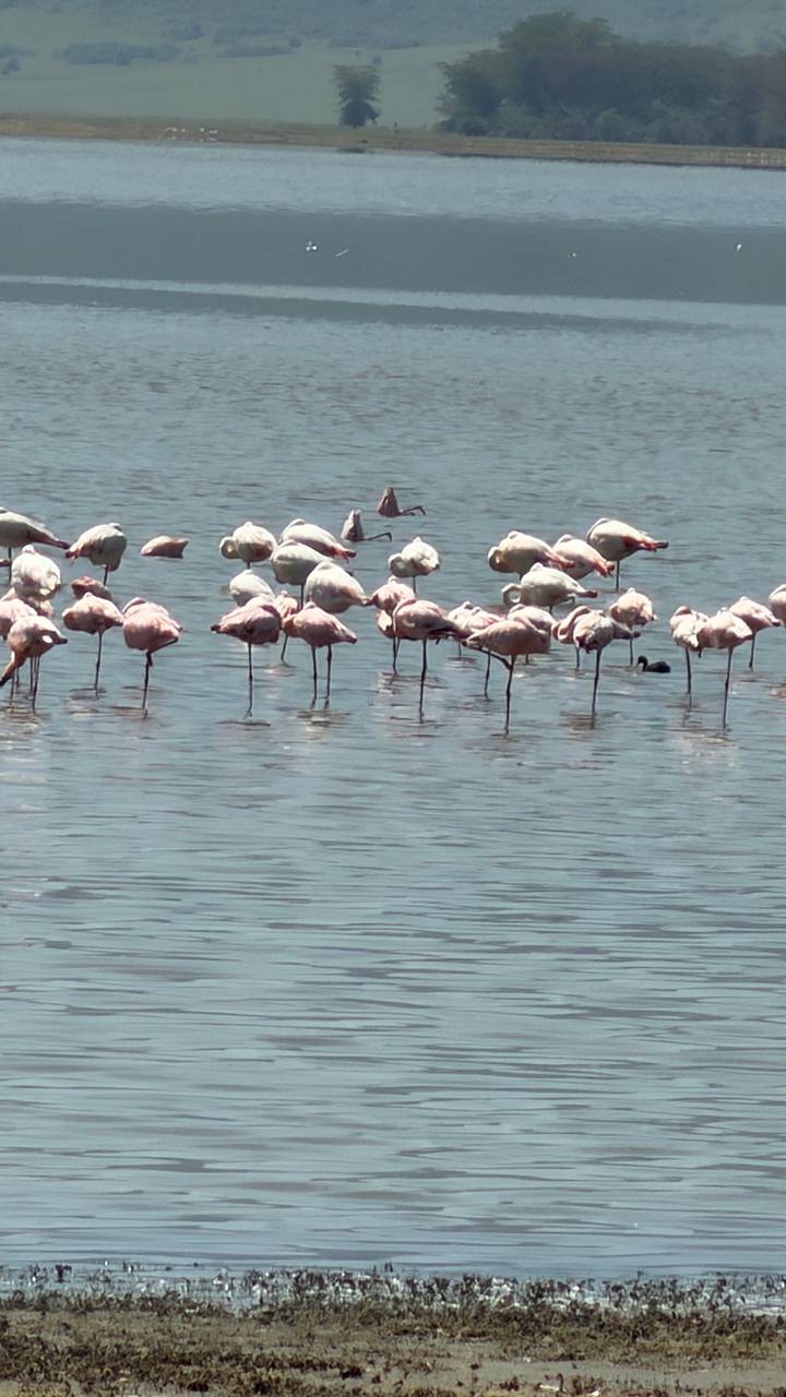 Flock of pink flamingos standing in shallow water of a lake.