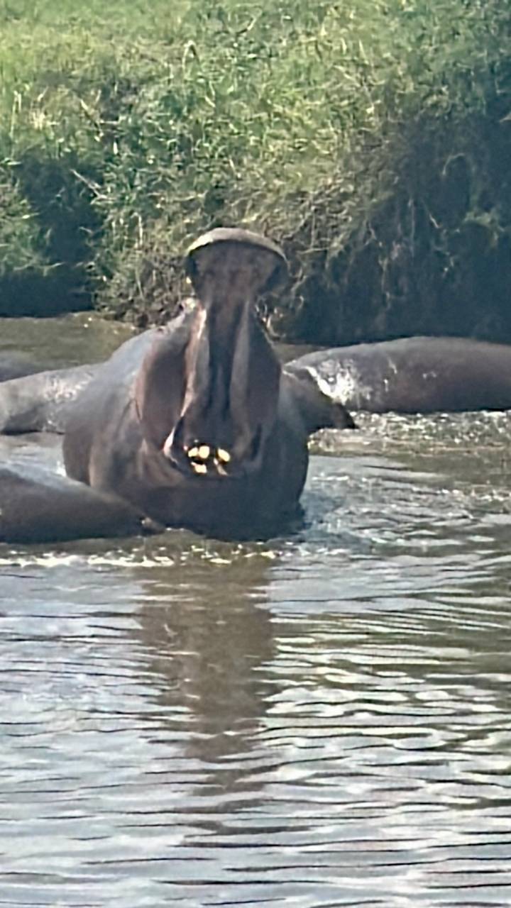 Blurry image of a hippopotamus yawning while partly submerged in water.