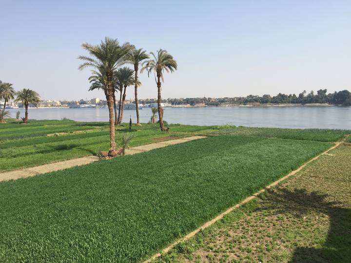 Lush green fields and palm trees line the banks of the Nile River under a clear blue sky