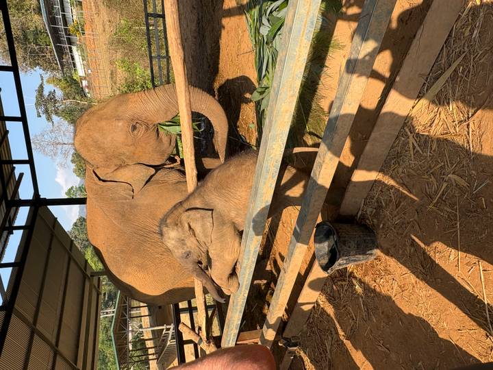 Adult and baby elephants eating in a shaded enclosure.