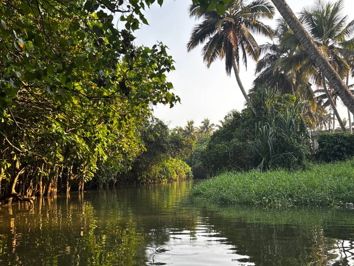 Lush Kerala backwater canal lined with dense green foliage and overhanging palms in soft evening light