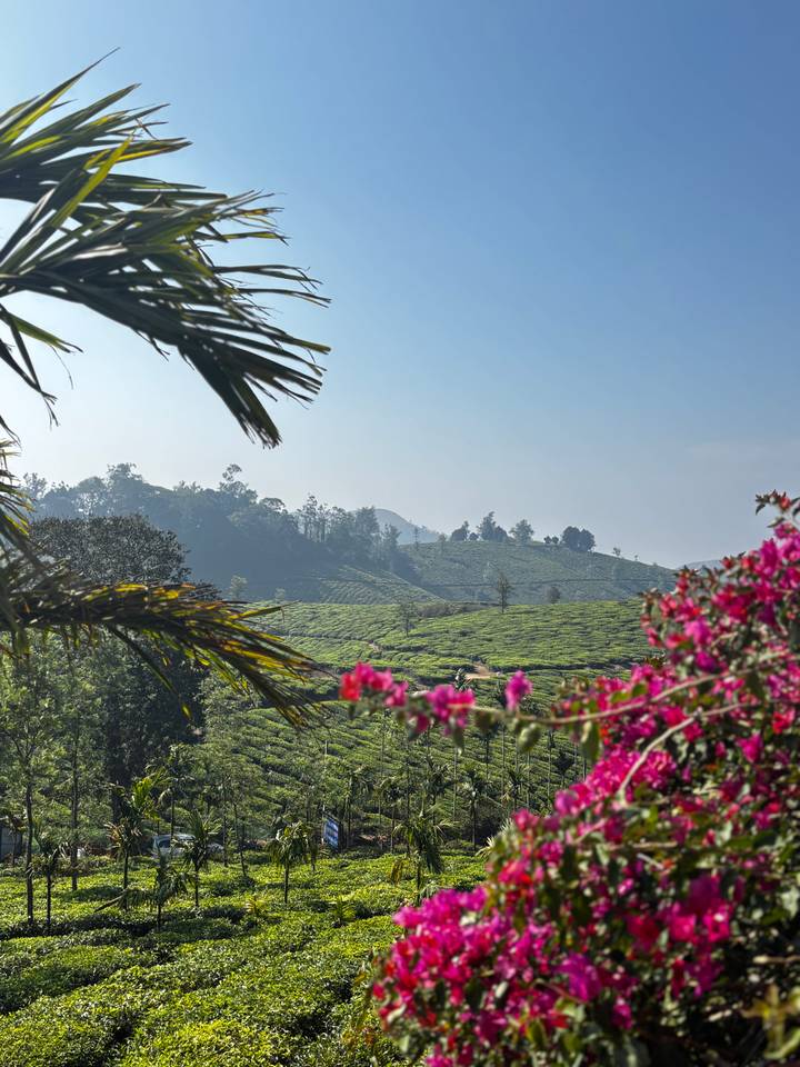 Tea-covered hills of Munnar framed by flowering bougainvillea and a clear morning sky
