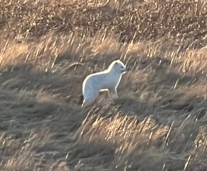 Distant white Arctic fox standing in windswept brown grasslands