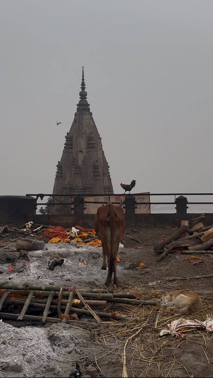 Foggy riverside scene with a cow, rooster and temple tower amid discarded offerings.