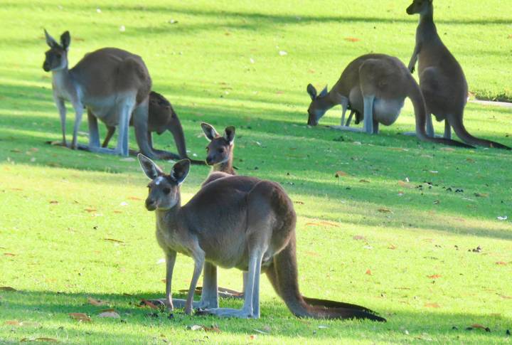 Group of wild kangaroos grazing on green lawn dotted with shade and fallen leaves