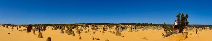 Vast desert plain of limestone pinnacles rising from golden sand under a clear blue sky
