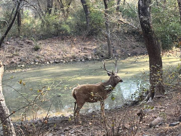 Wild stag with branching antlers stands beside a forest pond in Ranthambhore.