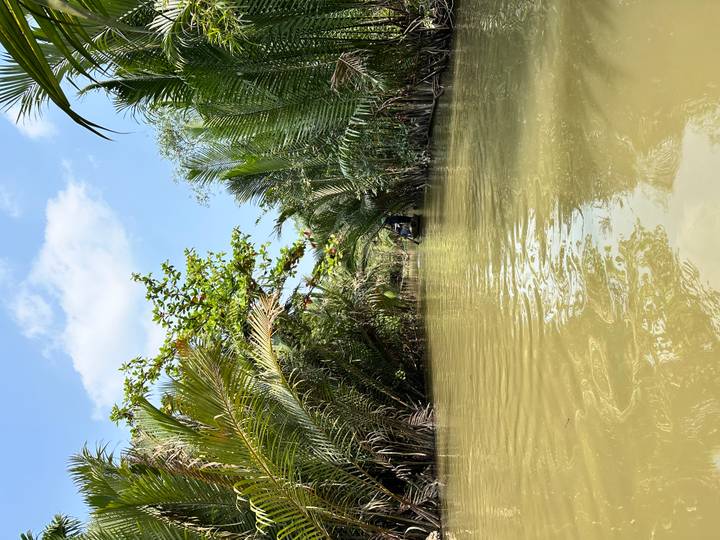 Narrow boat channel flanked by dense tropical palms in murky yellow-green water.