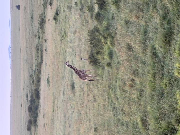 Giraffe standing tall in open grassy plains under a pale morning sky.