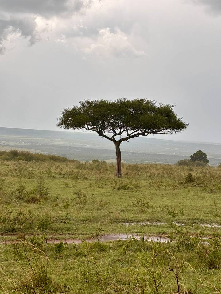 Iconic flat-topped acacia tree standing alone on open savannah under a grey sky.