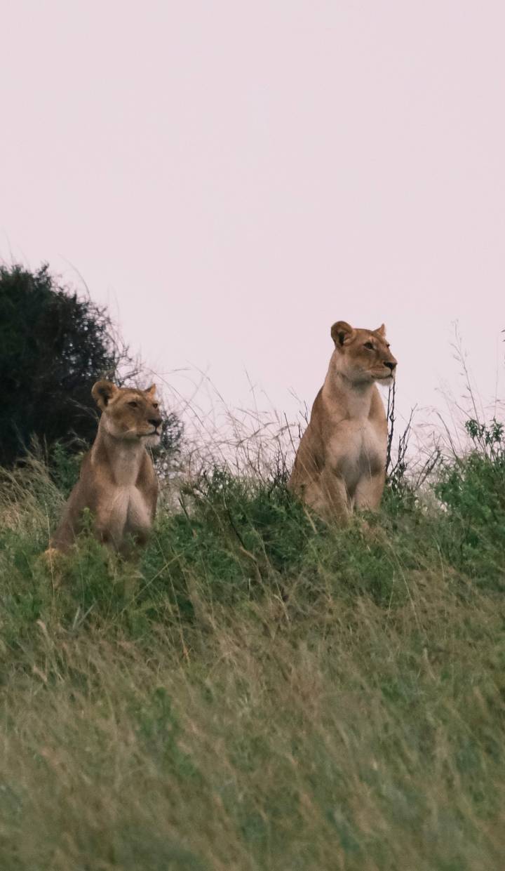 Two lionesses seated in tall grass looking into distance, duplicate of earlier image.
