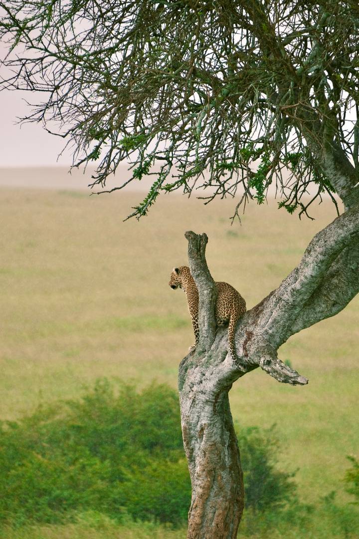 A leopard rests alertly on a branch of an acacia tree overlooking open savanna.