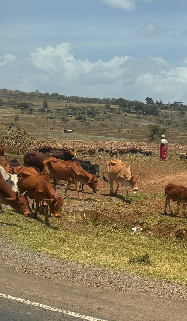 A herder in bright clothing watches over a mixed herd of cattle and goats on a dusty rural track.