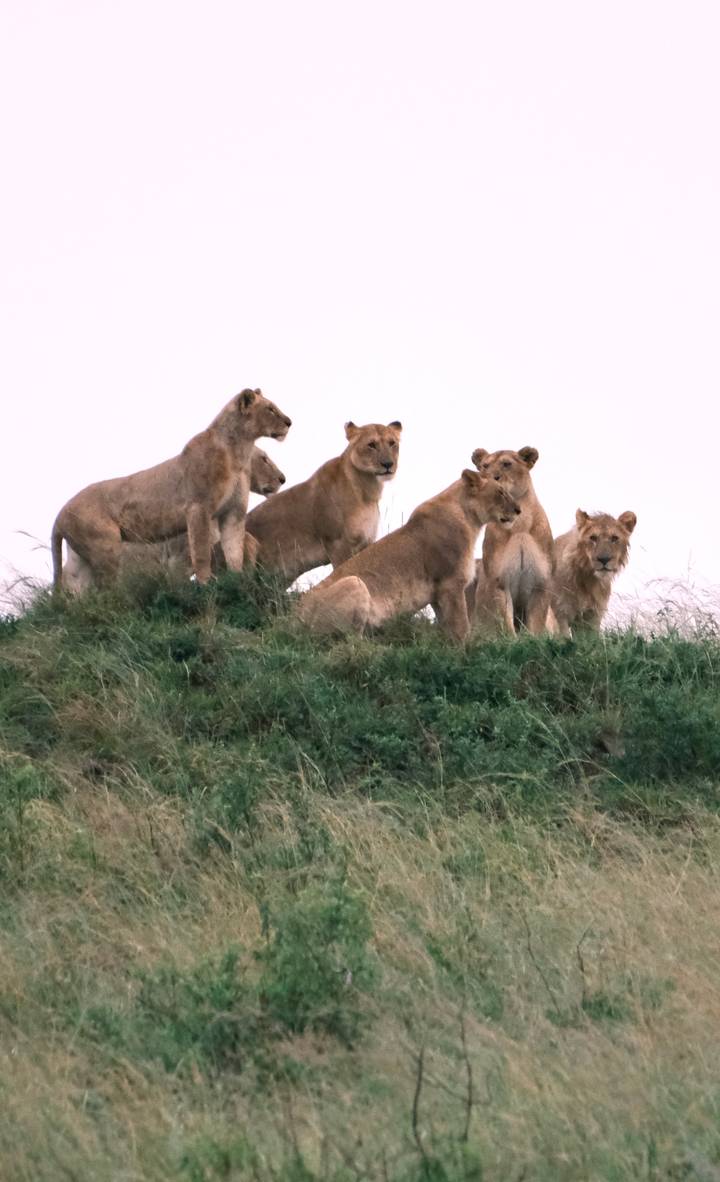 Pride of young lions gathered on a grassy mound looking outwards.
