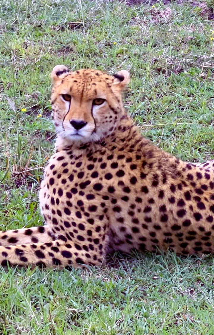 Close view of a young cheetah sitting in grass, staring at the camera.