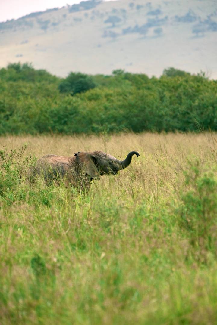 A baby elephant raises its trunk while hidden in tall grass.