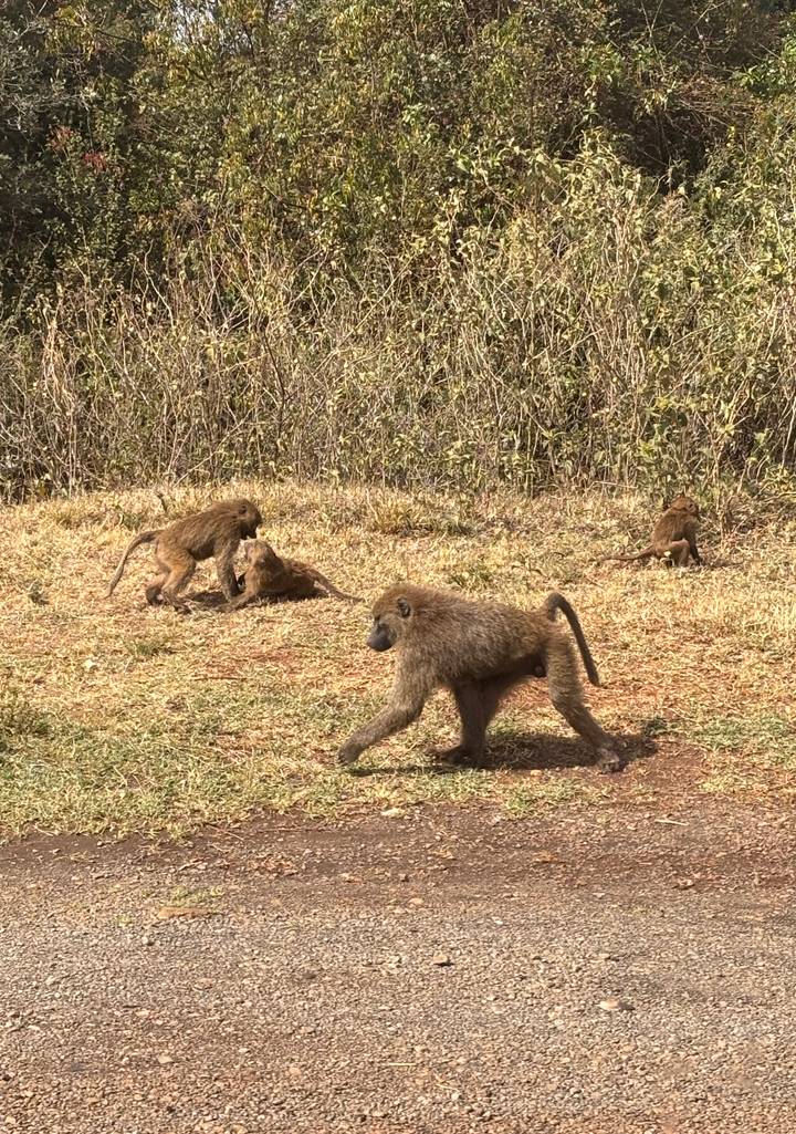 Group of baboons foraging and interacting on dry ground near shrubbery.