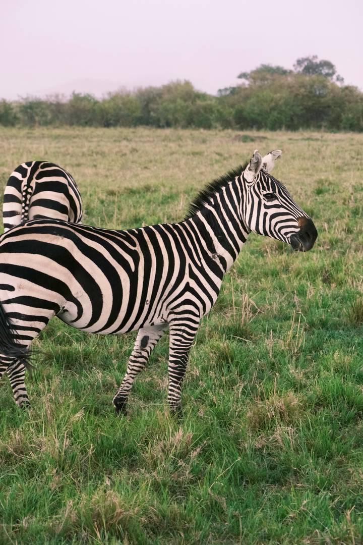 Profile close-up of a zebra with crisp black-and-white stripes on green grass.
