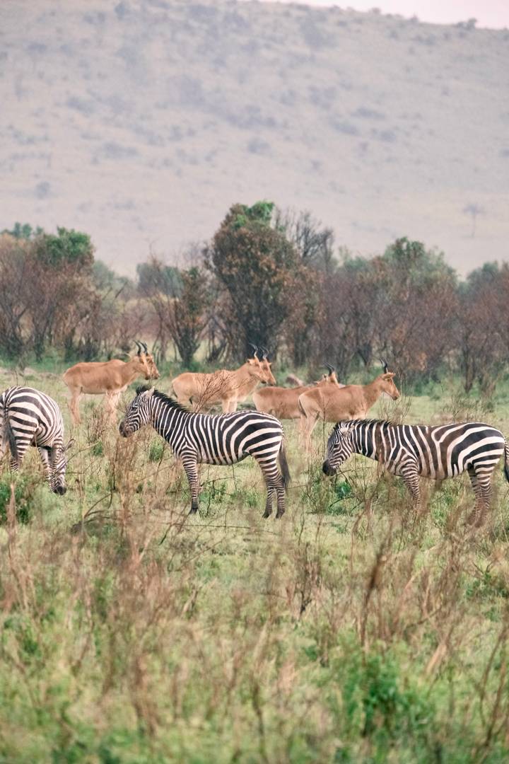 Mixed herd of zebras and antelopes grazing on a green plain with sparse burnt trees.