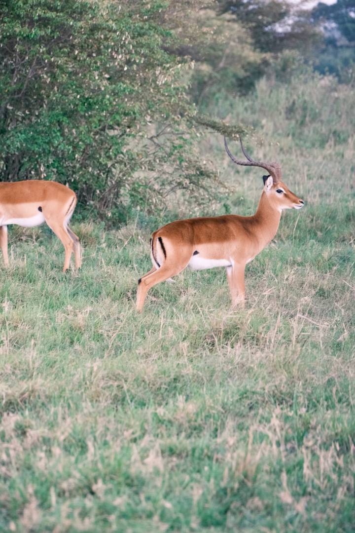 Close view of two elegant antelopes grazing, one in side profile on short grass.